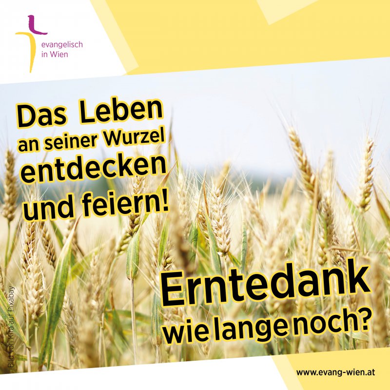 Weizenfeld mit Schrift: Erntedank – das Leben an seiner Wurzel entdecken und feiern! Und: Erntedank - wie lange noch?