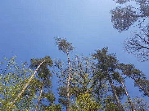 Der Blick zum Himmel