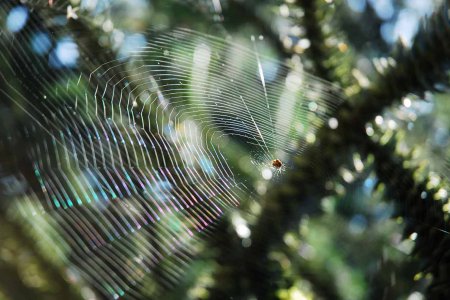   Die Bewahrung der Schöpfung wird in der Zeit vom 1. September bis zum 4. Oktober in vielen ökumenischen Veranstaltungen und liturgischen Feiern zum Thema. Foto: epd/Uschmann 