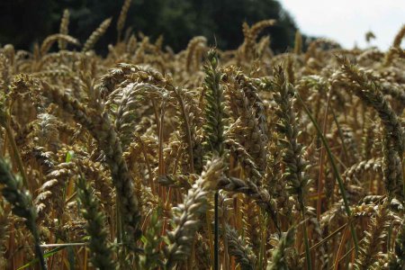 Es gebe weltweit genügend Nahrungsmittel für alle, jedoch bleiben viele vom Zugang dazu ausgeschlossen, kritisieren &quot;Brot für die Welt&quot; und &quot;FIAN&quot;. Foto: wikimedia/Jan Reschuh