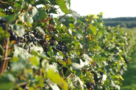 &quot;Zum jungen Wein gehört heute verstärkt wieder die Weinsegnung. Sie hat ihre Wurzeln im Alten Testament, wo über einen Becher Wein der Segen gesprochen und damit der Sabbat und die jüdischen Feiertage eingeleitet werden.&quot; Foto: epd/M.Uschmann