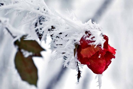 &quot;Ich will glauben, dass Gott es gut mit uns Menschen meint, dass wir in seinen herrlichen Wohnungen ankommen. Ist das nicht eine wundervolle Aussicht, für unsere Toten und eines Tages auch für uns?&quot; Foto: pixabay