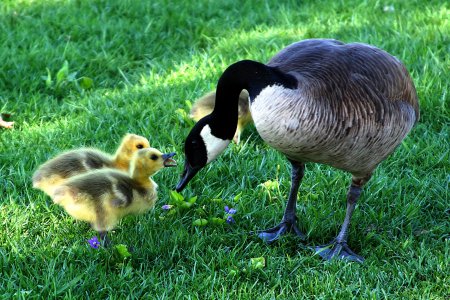 Muttertag - Tag des Dankes. Foto: pixabay/werner22brigitte