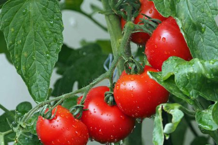 Nachhaltiges Gemüse wird im City-Gardening-Projekt der Inklusiven Fit-Schule der Diakonie Bildung in Wien geerntet. Foto: pixabay