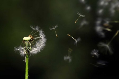 &quot;Wenn Kinder bei Beerdigungen dabei sind, können auch sie aktiv Abschied nehmen und ihre Trauer verarbeiten. Wenn ein Kind nicht dabei sein kann, ist das jedenfalls etwas, das nie mehr nachgeholt werden kann.&quot; Foto: pixabay