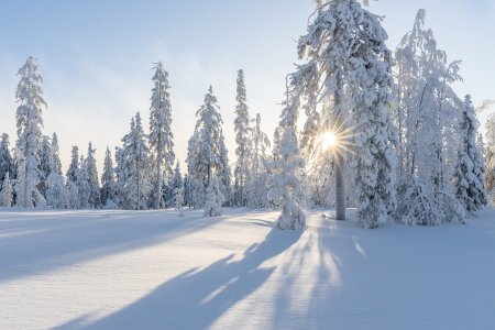 Schneelandschaft