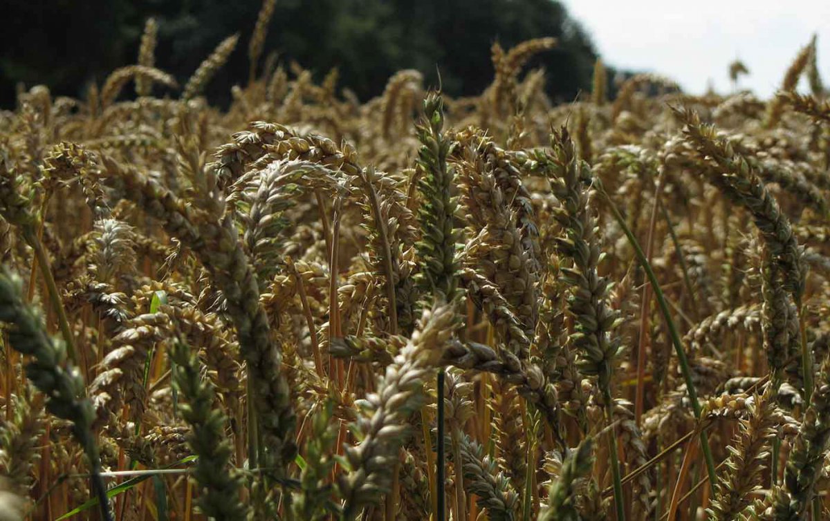 Es gebe weltweit genügend Nahrungsmittel für alle, jedoch bleiben viele vom Zugang dazu ausgeschlossen, kritisieren "Brot für die Welt" und "FIAN". Foto: wikimedia/Jan Reschuh Es gebe weltweit genügend Nahrungsmittel für alle, jedoch bleiben viele vom Zugang dazu ausgeschlossen, kritisieren "Brot für die Welt" und "FIAN". Foto: wikimedia/Jan Reschuh