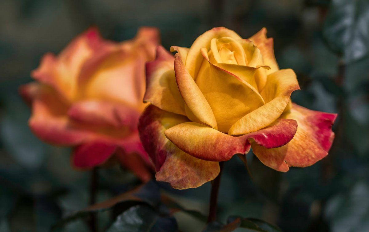 Ingrid Tschank: „Schau auf das, was dein Herz ganz tief berührt.“ Foto: pixabay Ingrid Tschank: „Schau auf das, was dein Herz ganz tief berührt.“ Foto: pixabay