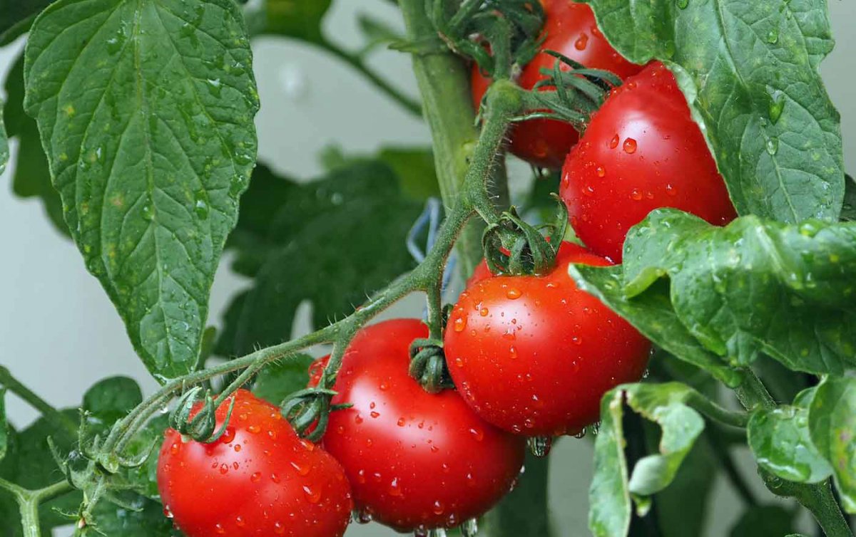 Nachhaltiges Gemüse wird im City-Gardening-Projekt der Inklusiven Fit-Schule der Diakonie Bildung in Wien geerntet. Foto: pixabay Nachhaltiges Gemüse wird im City-Gardening-Projekt der Inklusiven Fit-Schule der Diakonie Bildung in Wien geerntet. Foto: pixabay