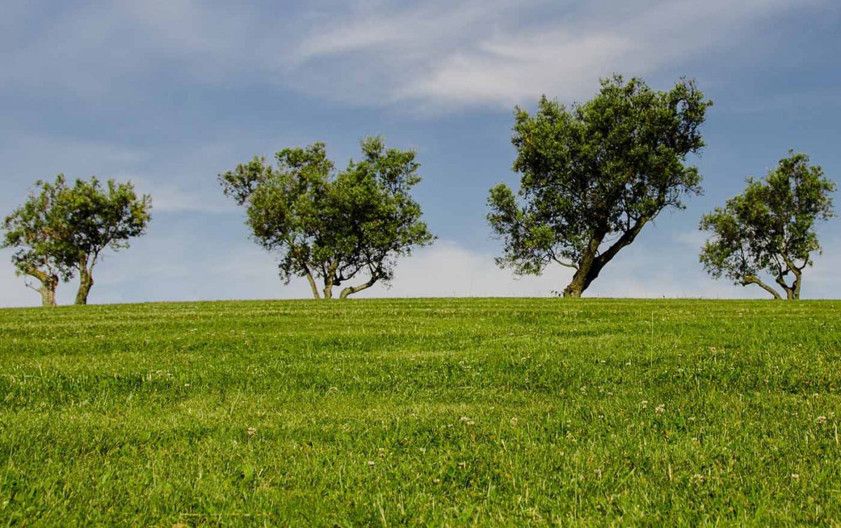 &quot;Konkretisierungen in Richtung echte Werte und Zukunftsfähigkeit&quot; will die Sprecherin der kirchlichen Umweltbeauftragten, Hemma Opis-Pieber. Foto: pixabay